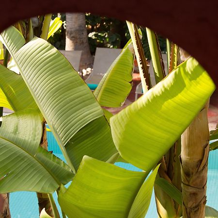 Hotel Les Jardins De La Médina Marrakesh Esterno foto Banana leaves
