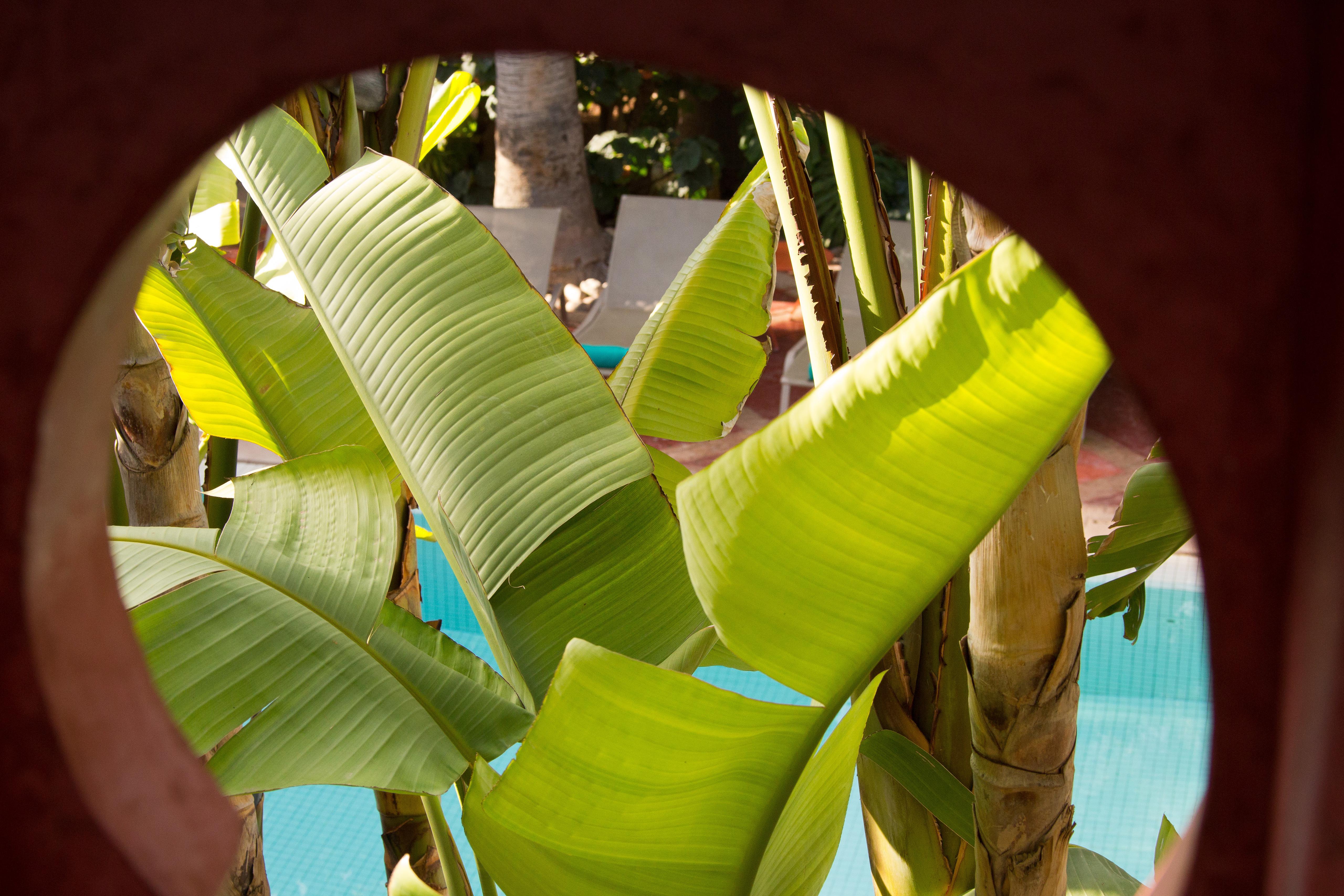 Hotel Les Jardins De La Médina Marrakesh Esterno foto Banana leaves
