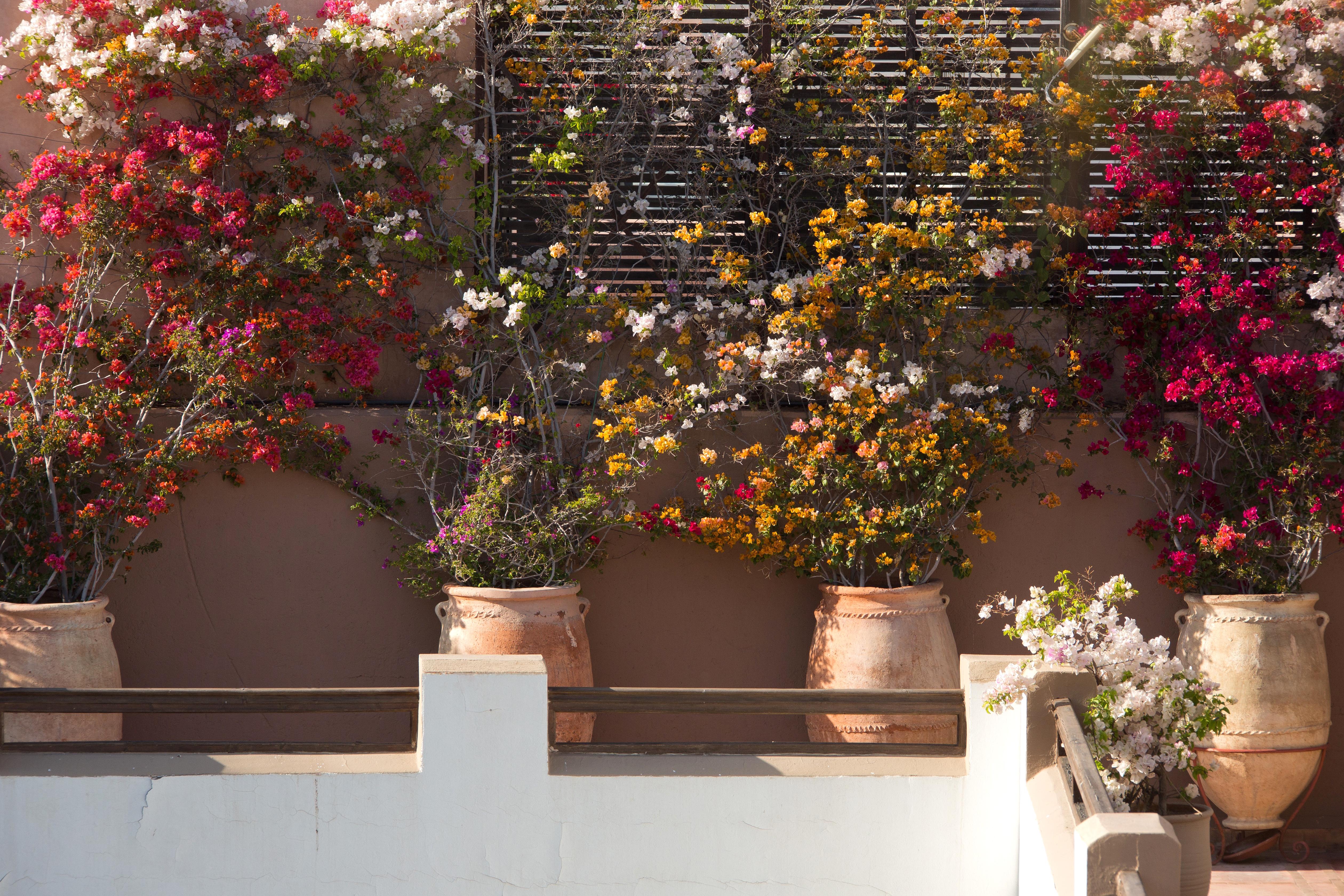 Hotel Les Jardins De La Médina Marrakesh Esterno foto Bougainvillea